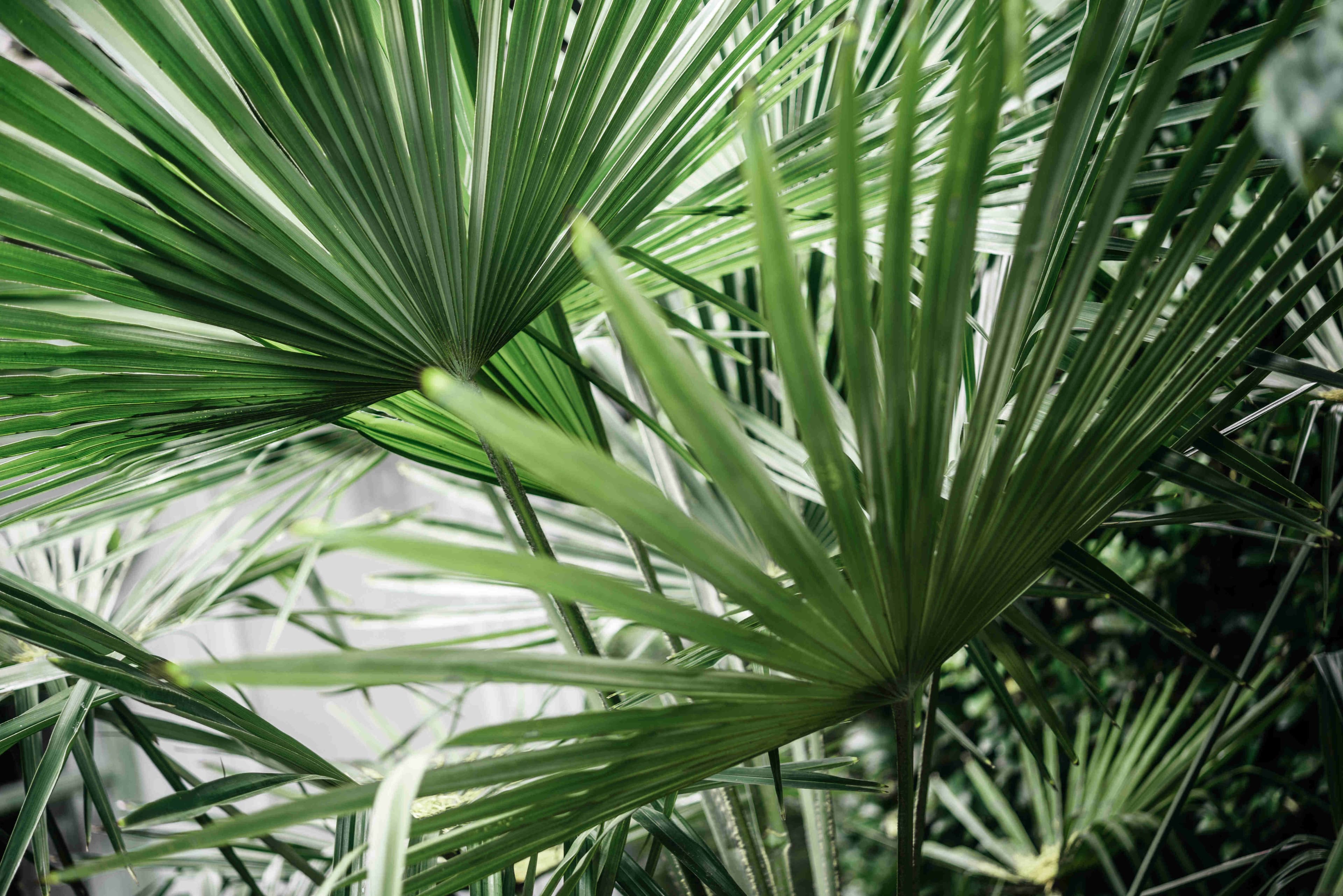 Saw palmetto: përfitimet, marrja dhe efektet e mundshme anësore
