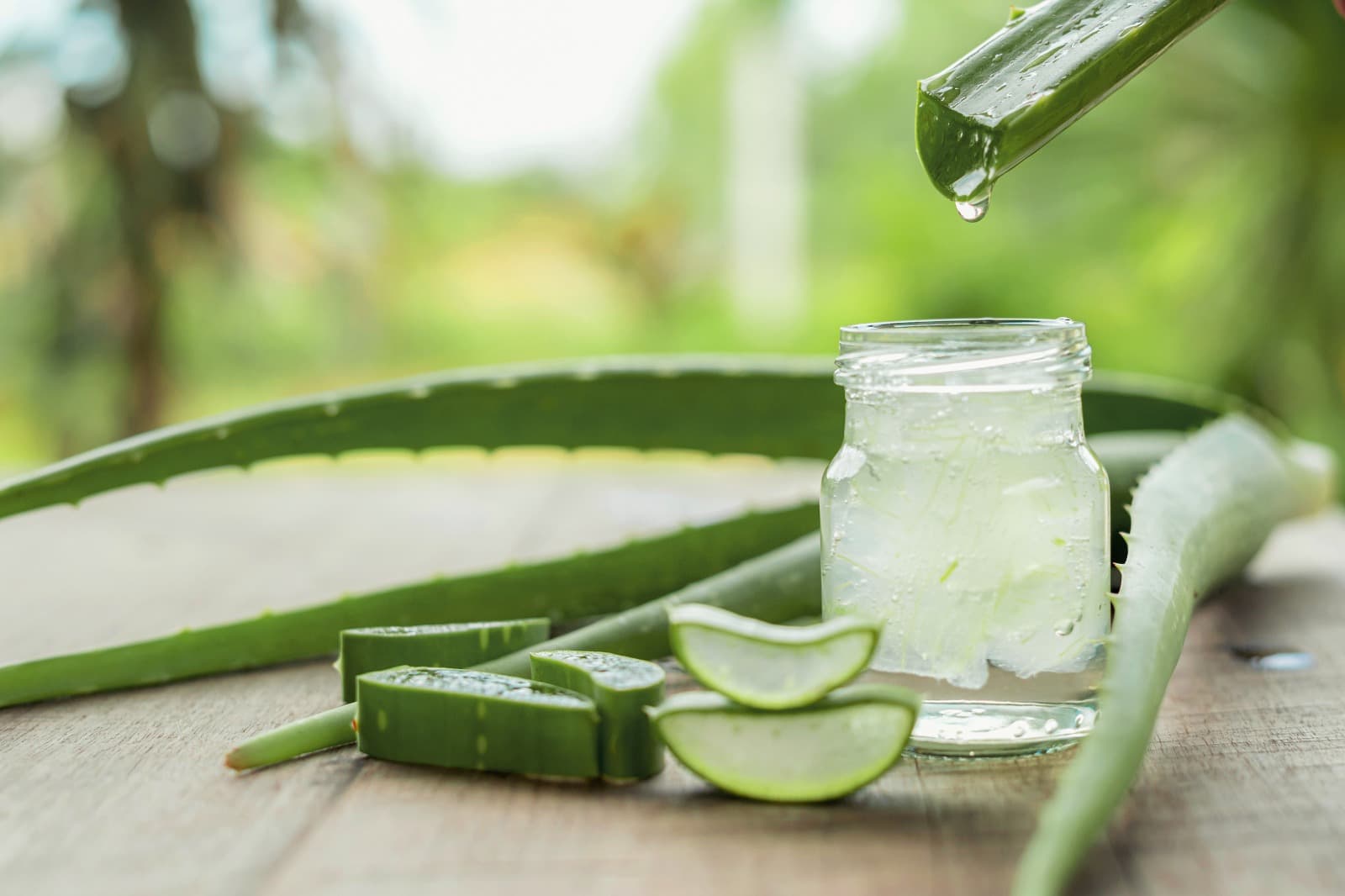 Aloe vera: përfitime për tretjen, lëkurën dhe mbështetjen imunitare